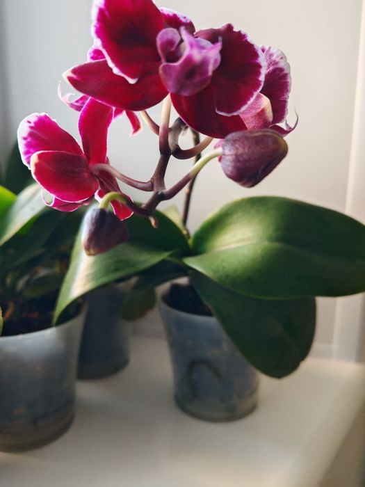 Фаленопсис summer breath