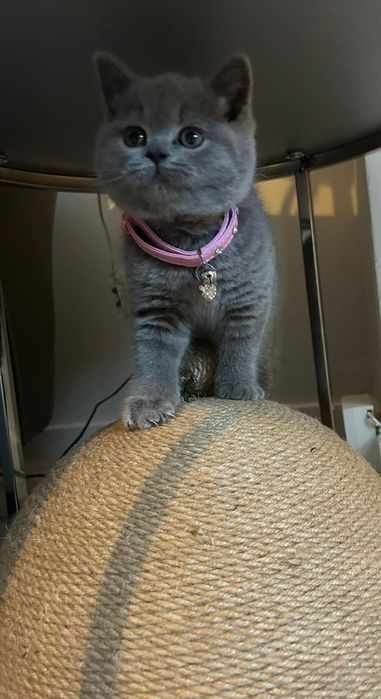 Продам британских котят