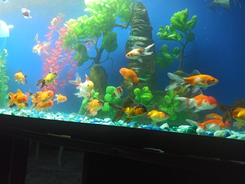 Akvarin 500 litrli sotiladi baliĝlari bn