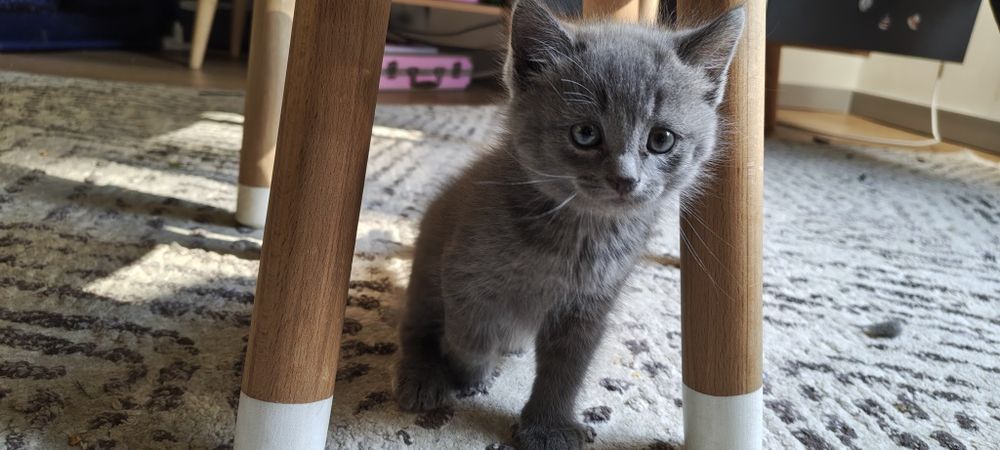 Котенок мальчик отдам