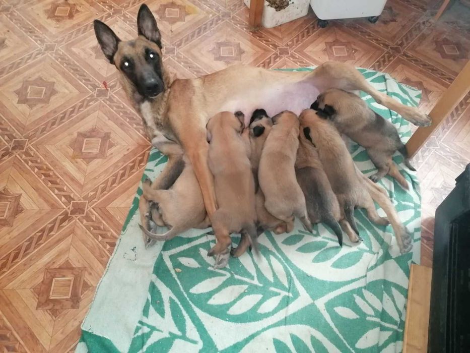 Белгийска овчарка малиноа