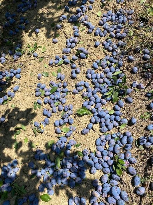 Prune de vanzare pt tuica!