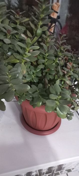 Срочно продам денежный цветок