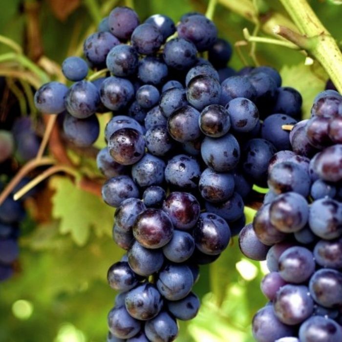 Vita de vie nobila altoita  de masa 12 soiuri  negru