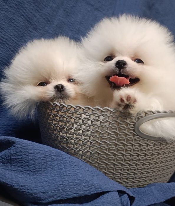 Щенки шпица миниатюрного