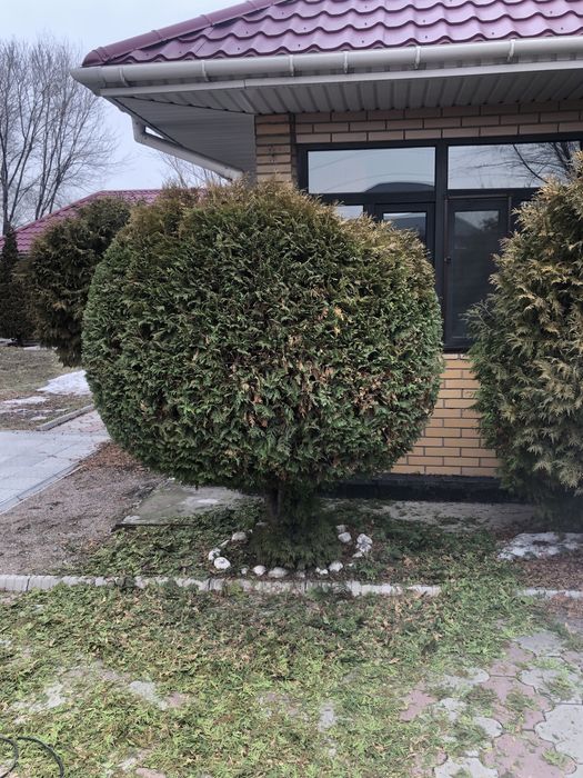 Садовник на дому