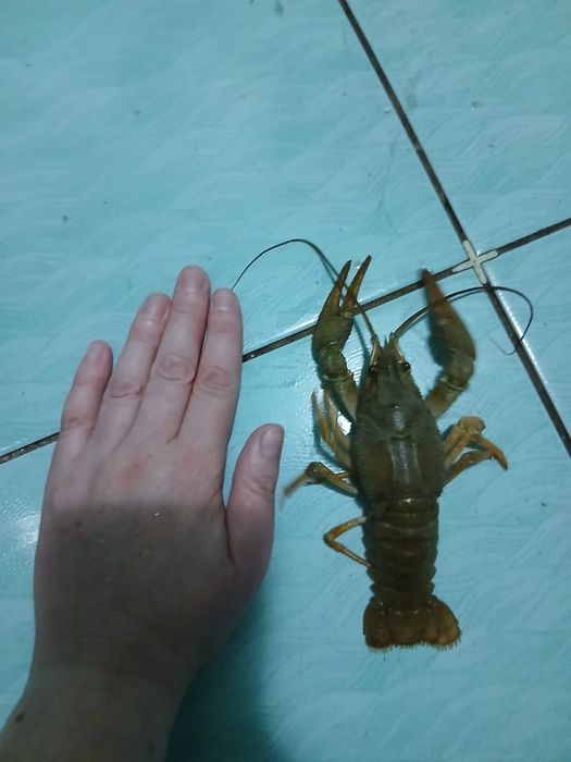 Живые Раки продажа