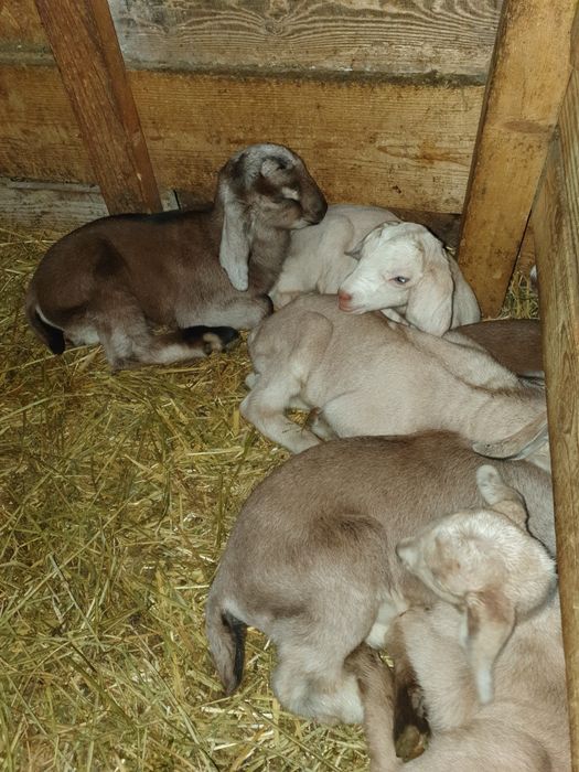 Vand țăpișori de crescut la biberon.