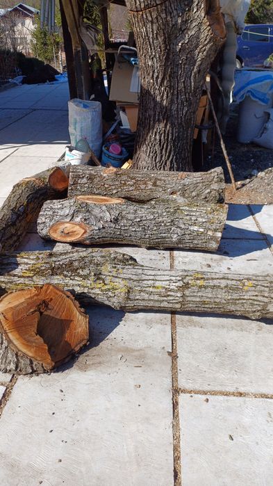 Trunchi nuc cu autorizatie de taiere.