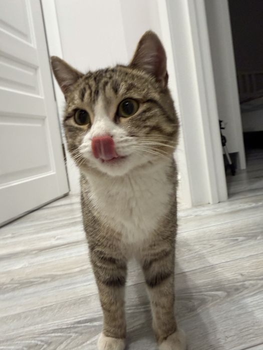 Ищем дом для кота