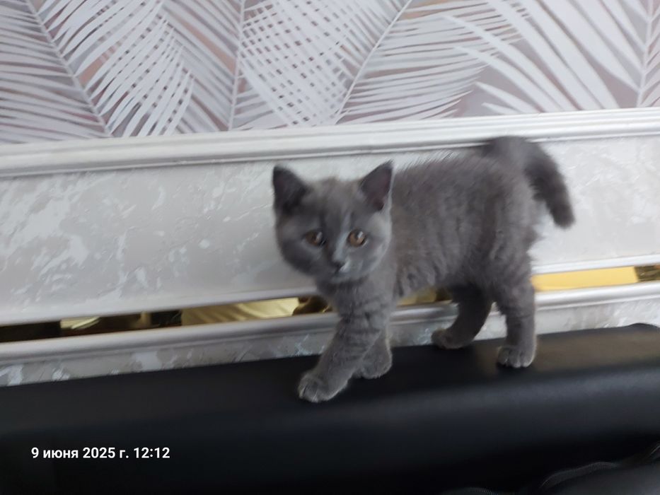 Котёнок  Мушик продаётся