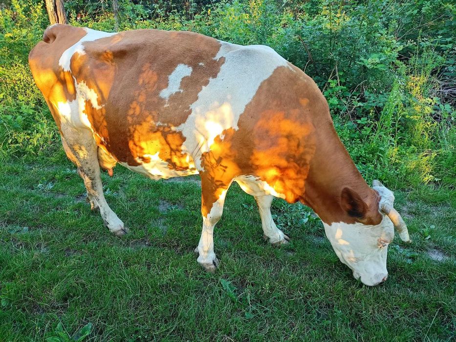 Vaca cu vițel de vanzare