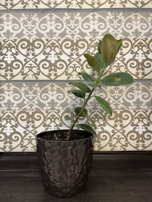 Продаю комнатные растения