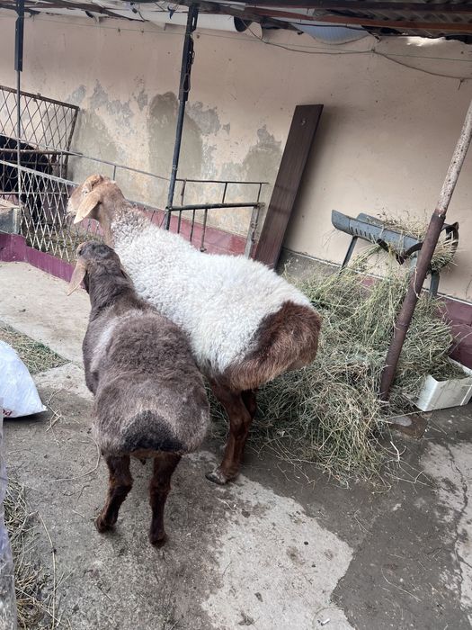 Ona bola quy qornidayam bolasi bor