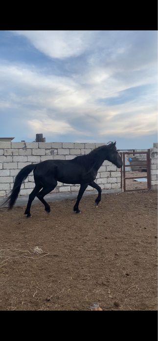 Срочна 5 жасар айғыр сатылат