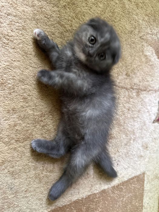 Продаются Котята Скотиш фолд