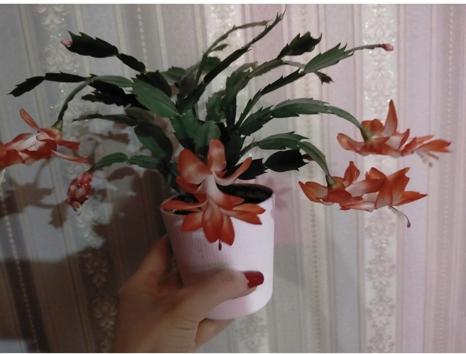 Декабрист красный и розовый