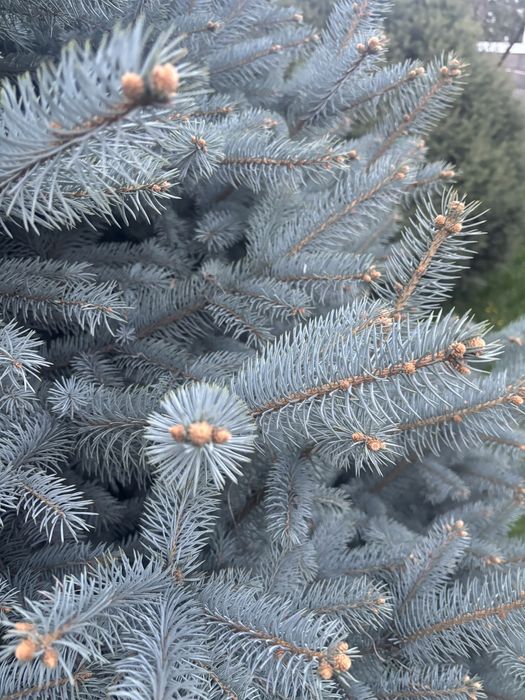 Продам голубые ели Глаука