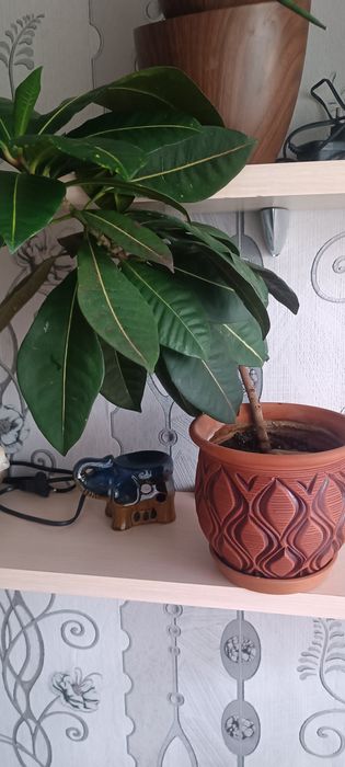 Цветы комнатные .