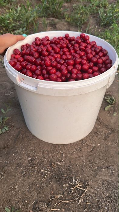 продам вишню, 20 литров