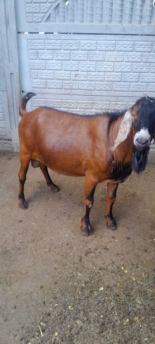 Țap Anglo Nubian