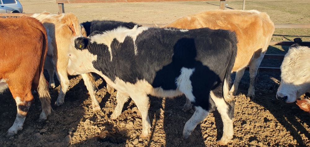 Прода 1.6 год бычок кастрат