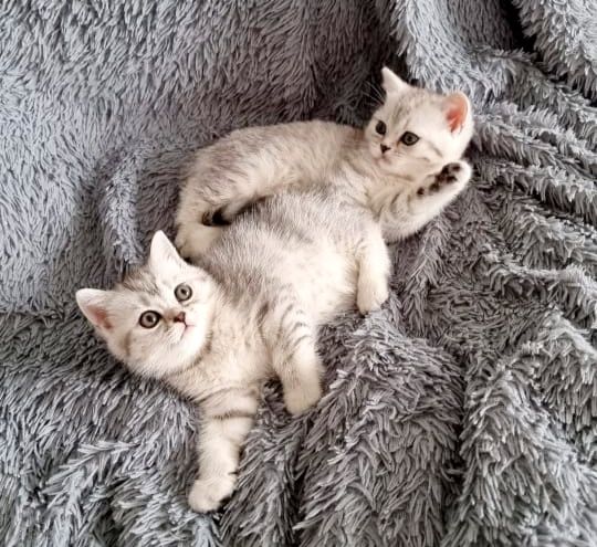 шотландские котята