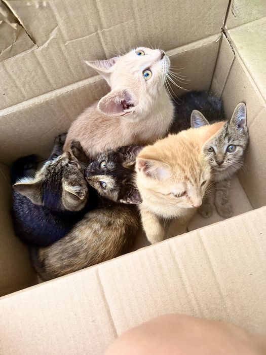 Срочно! Котята ищут дом!