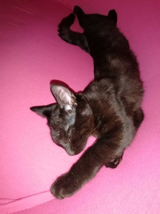 Когда Ночь Раскрывает Тайну (Мальчик 4,5 мес.)