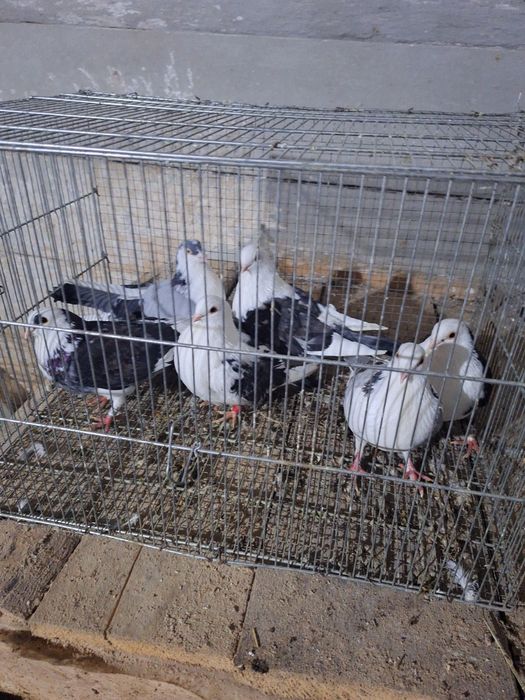 40 lei  bucata jucători