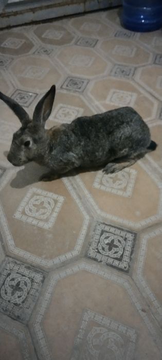 Buĝoz quyonlar sotiladi