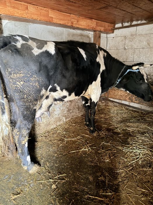 Vaca gestanta cu lapte