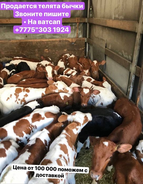 Продам бычки телята племенные Хорошие.!,;