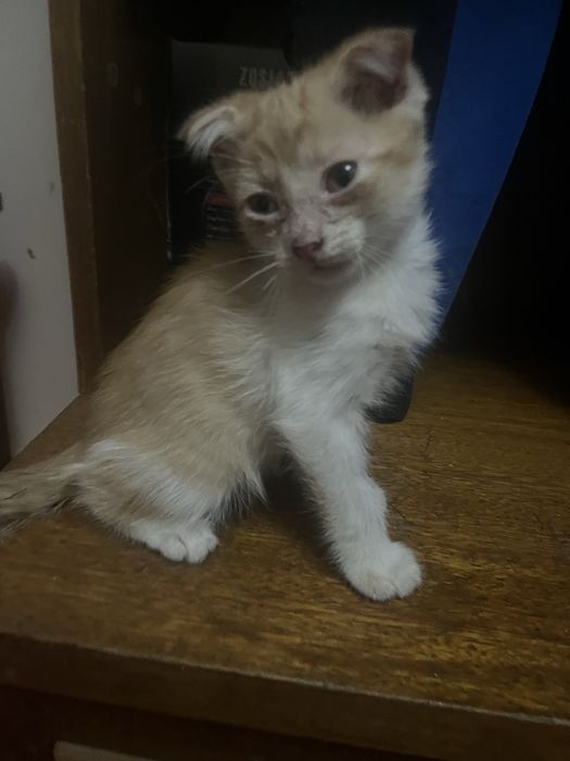 Срочно отдам котят