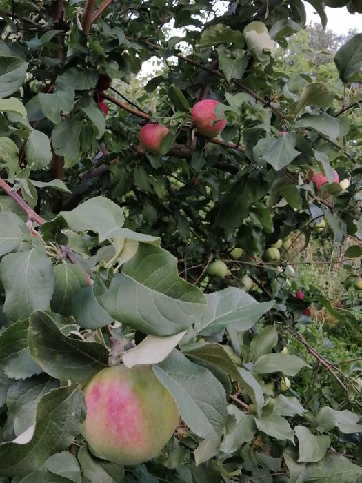 Продам дачу в обществе Мичуринец