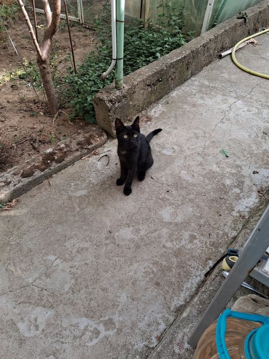 Две котета търсят дом