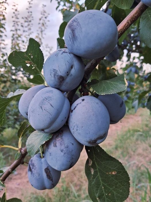 Продавам сливи - Чачанска лепотица