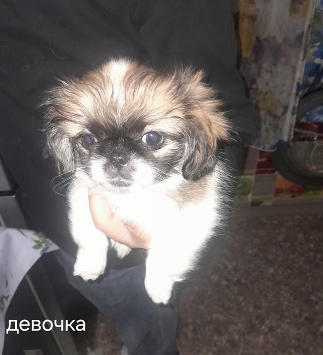 Продаются щенки породы Пикенес