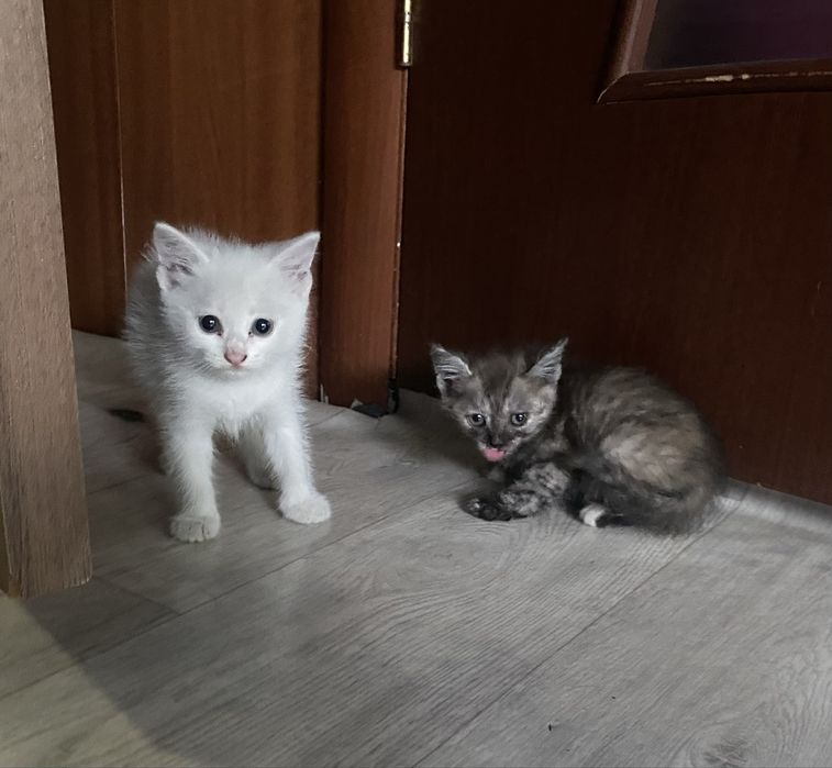 Отдам котят полтора месяца