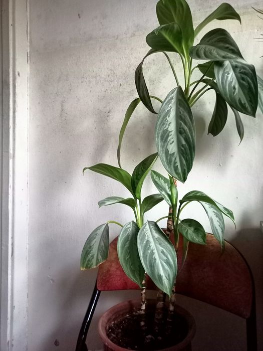 Аглоанема крупнолистовая