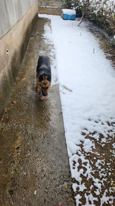 Немецкая овчарка