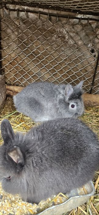 Iepurași cap de leu