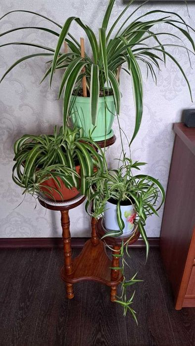 Продам хлорофитум