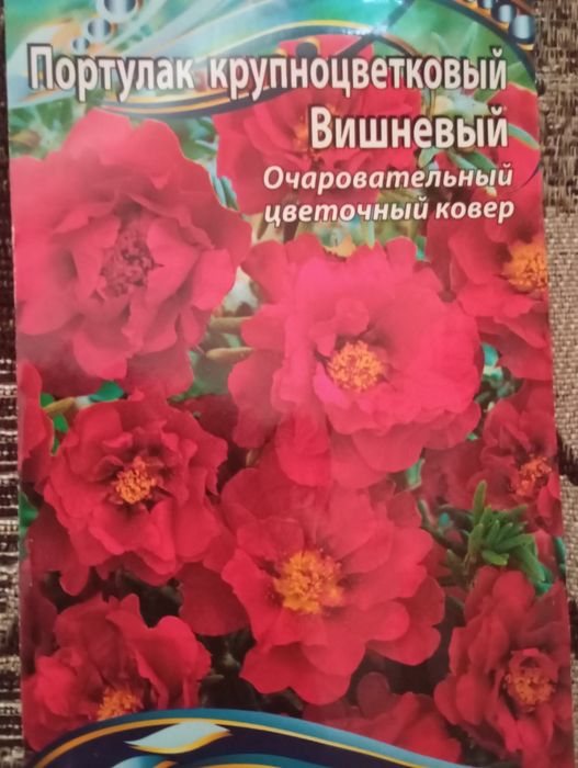 Продам рассаду портулака
