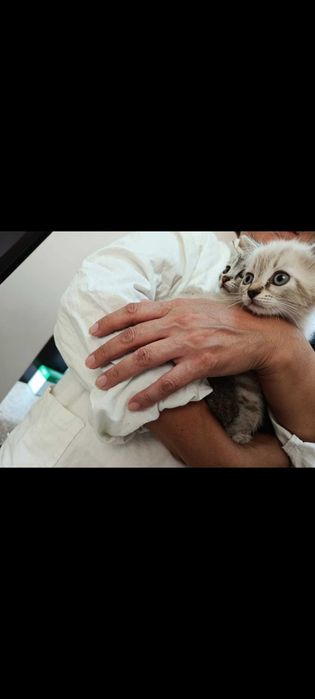 Дарю котят в хорошие руки