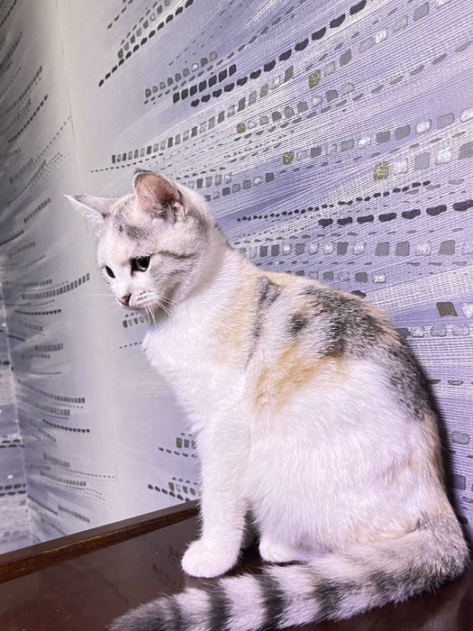 скоттиш страйт 5 месяцев