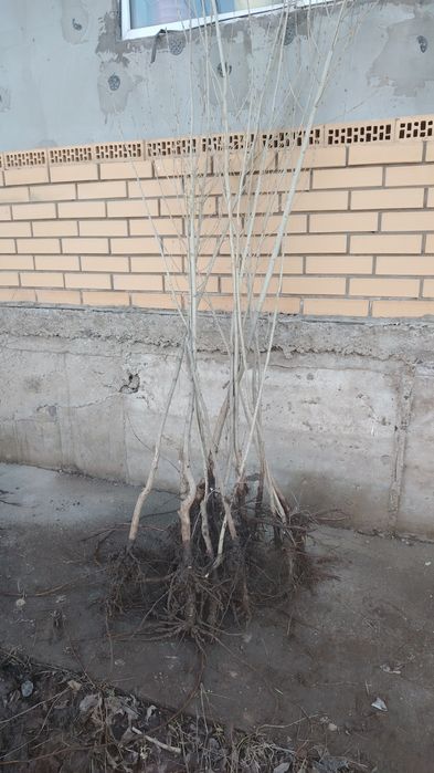 Көшеттер Ағаштар Расада бар