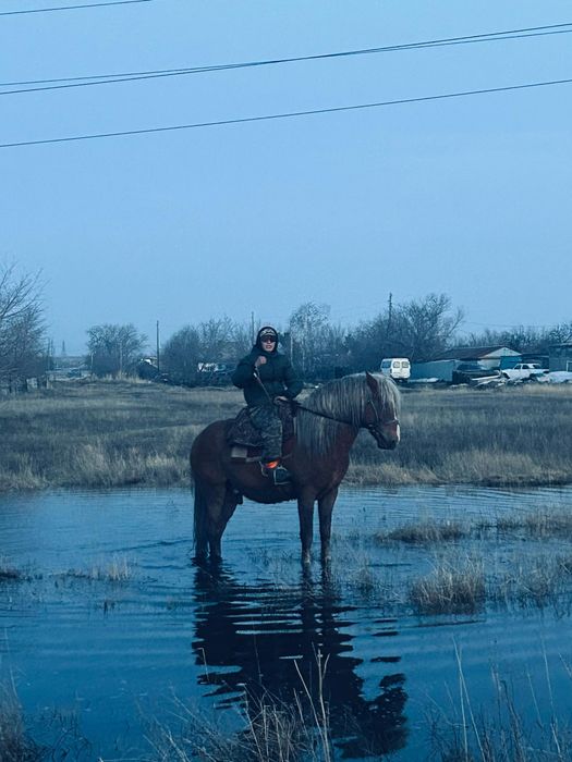 Айгыр сатылады 7 жасар