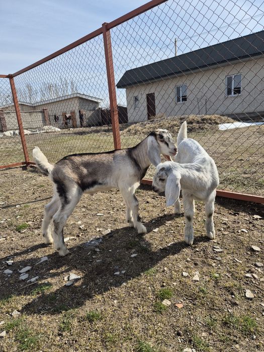 Козлята англонубийские.