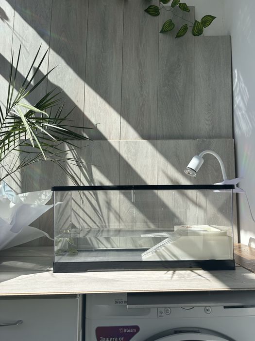 Продам черепашек вместе с аквариумом